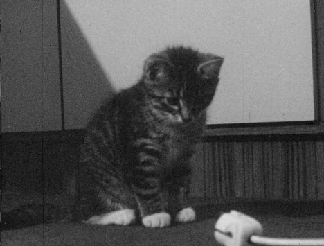Rolf Thissen <em>Warum Katzen? (Why Cats?)</em> 1969